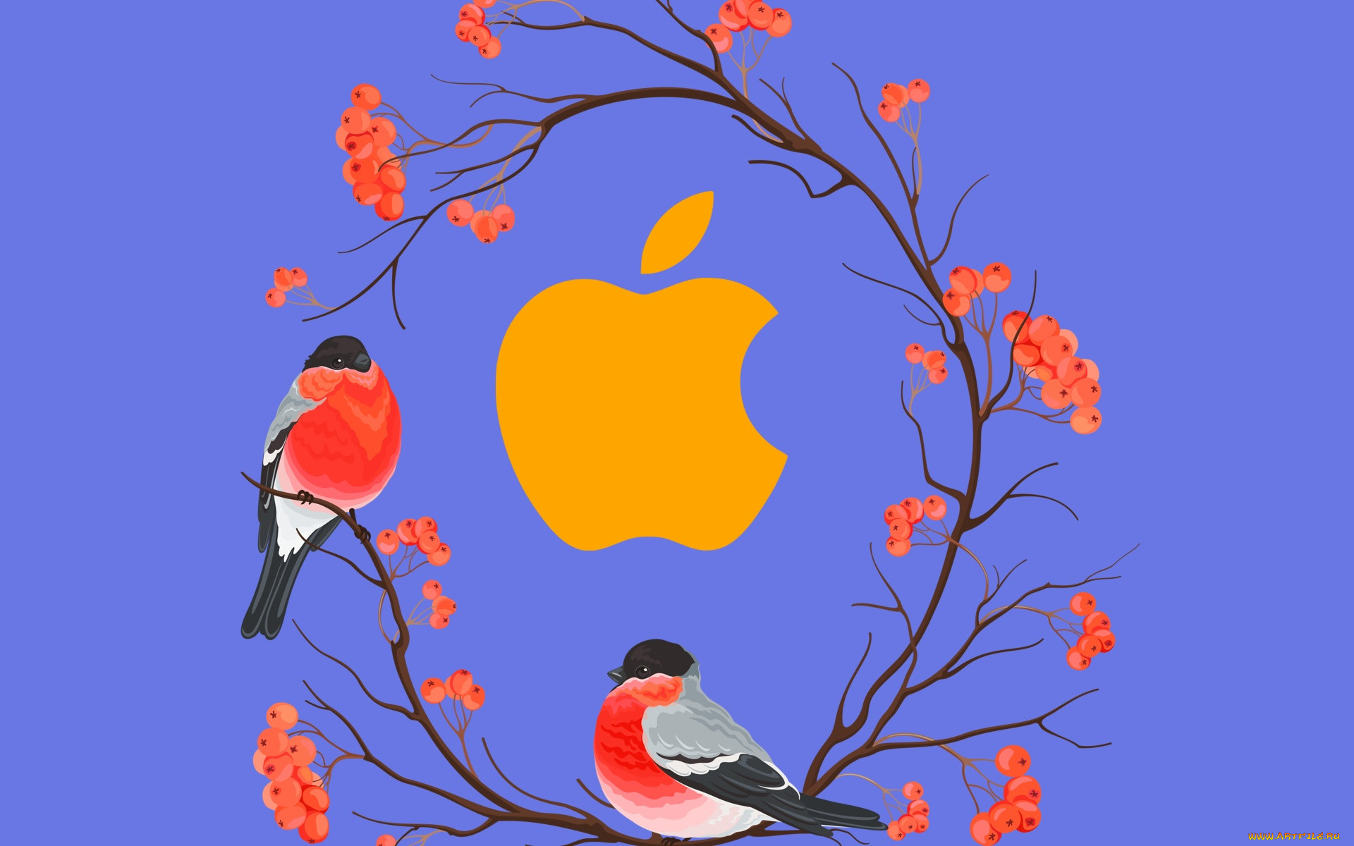 , apple, , 